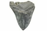 Bargain, Fossil Megalodon Tooth - South Carolina #365760-1